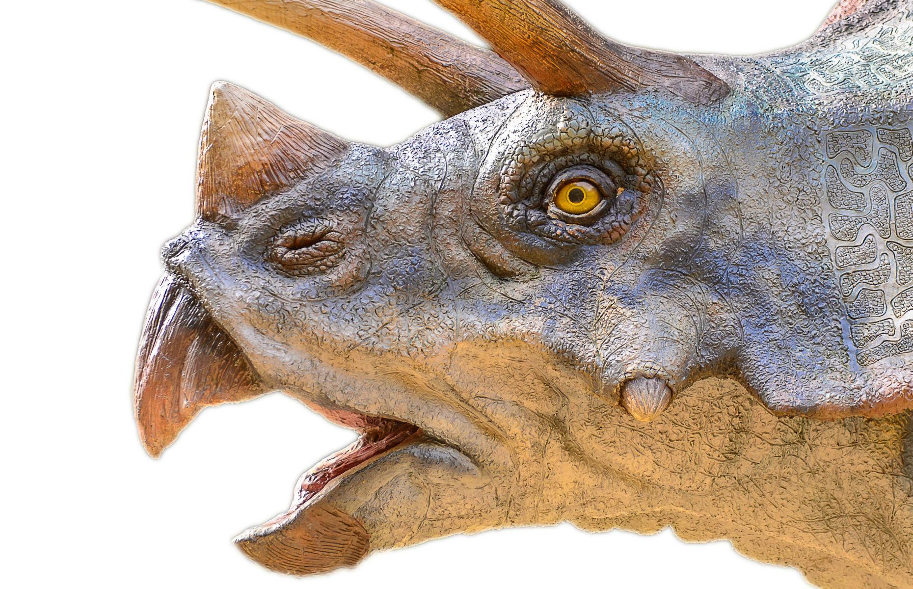 The Triceratops from South Dakota: $862,800 (£704.5k)